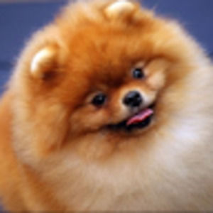 Meet your Posher, Tashani